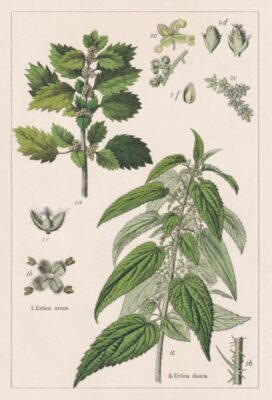 Brandnetel – Een echte krachtpatser