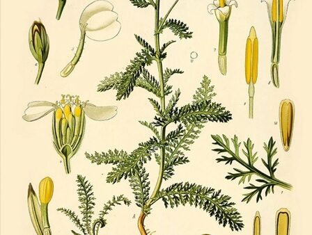 Duizendblad – Een ware beschermer