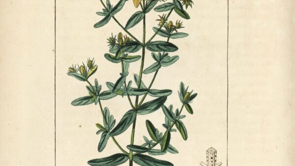 Sint-Janskruid – Het lichtpuntje in de duisternis